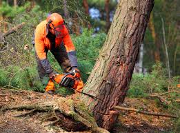 Best Tree Removal  in Prattville, AL